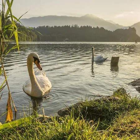 Apartman Apartmaji Baron *